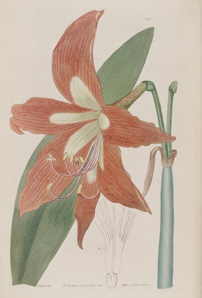 Hippeastrum striatum da Botanical Register